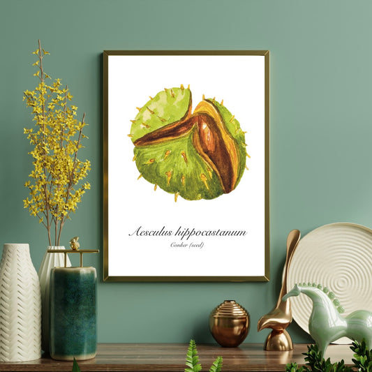Conker Botanical Art Print