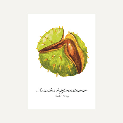 Conker Botanical Art Print