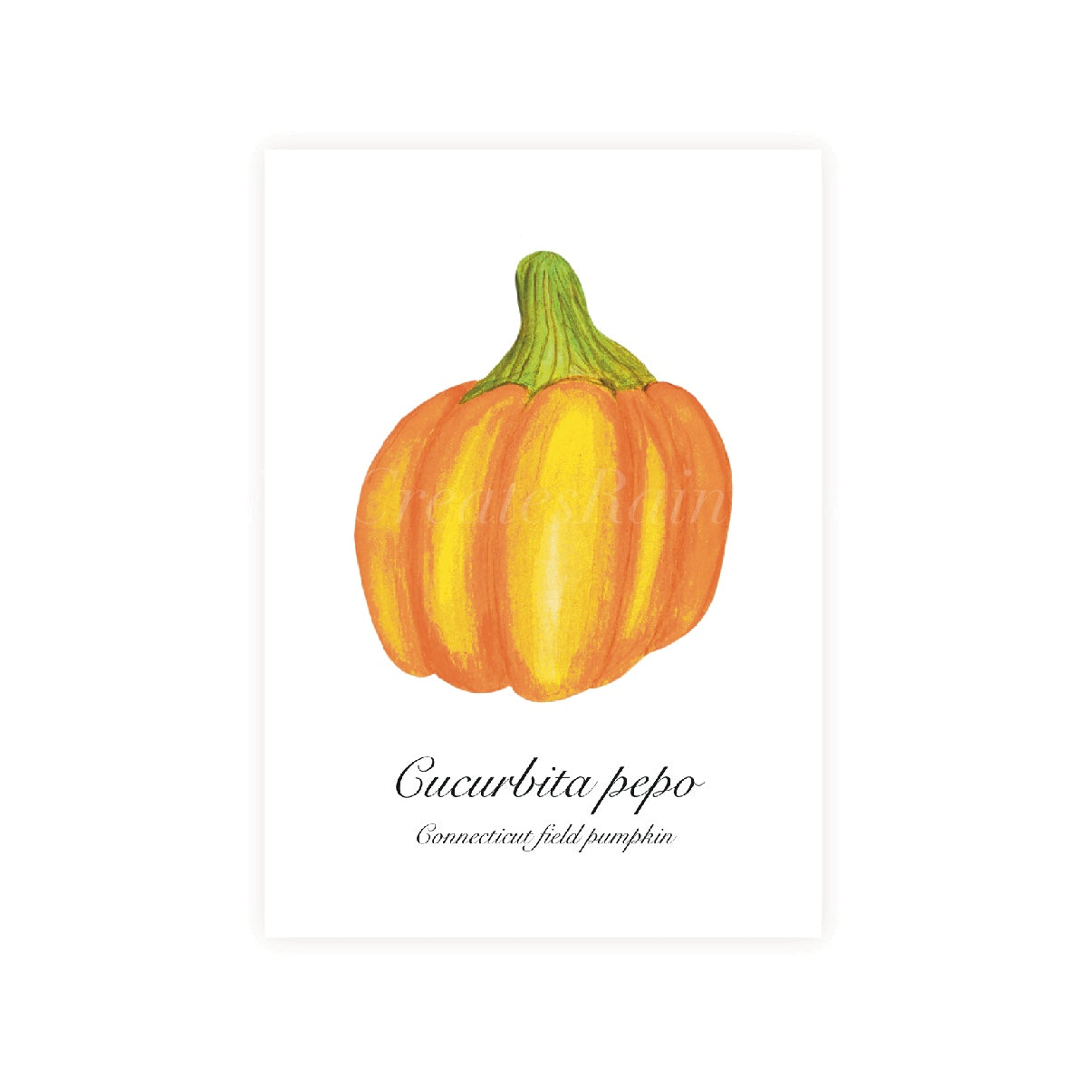 Connecticut field pumpkin painted in watercolour with Latin and common name on a white background