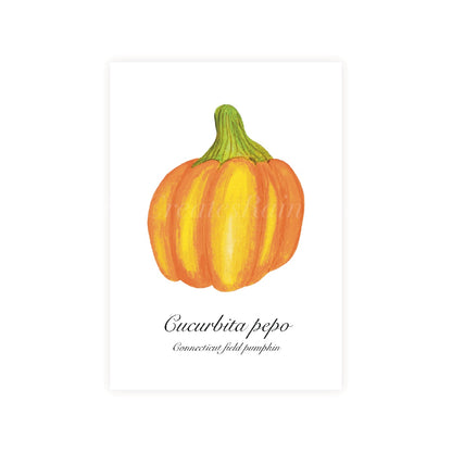 Connecticut field pumpkin painted in watercolour with Latin and common name on a white background