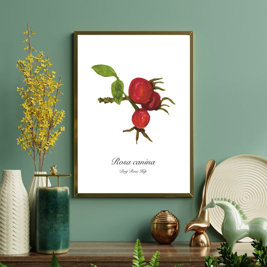 Dog Rose Hip Botanical Art Print