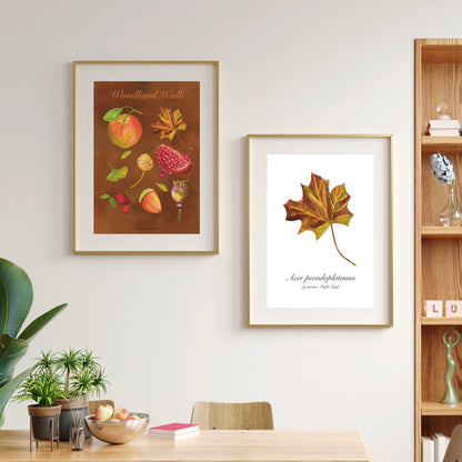 Sycamore Maple Leaf Botanical Art Print