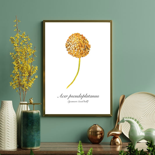 Sycamore Seed Ball Botanical Art Print