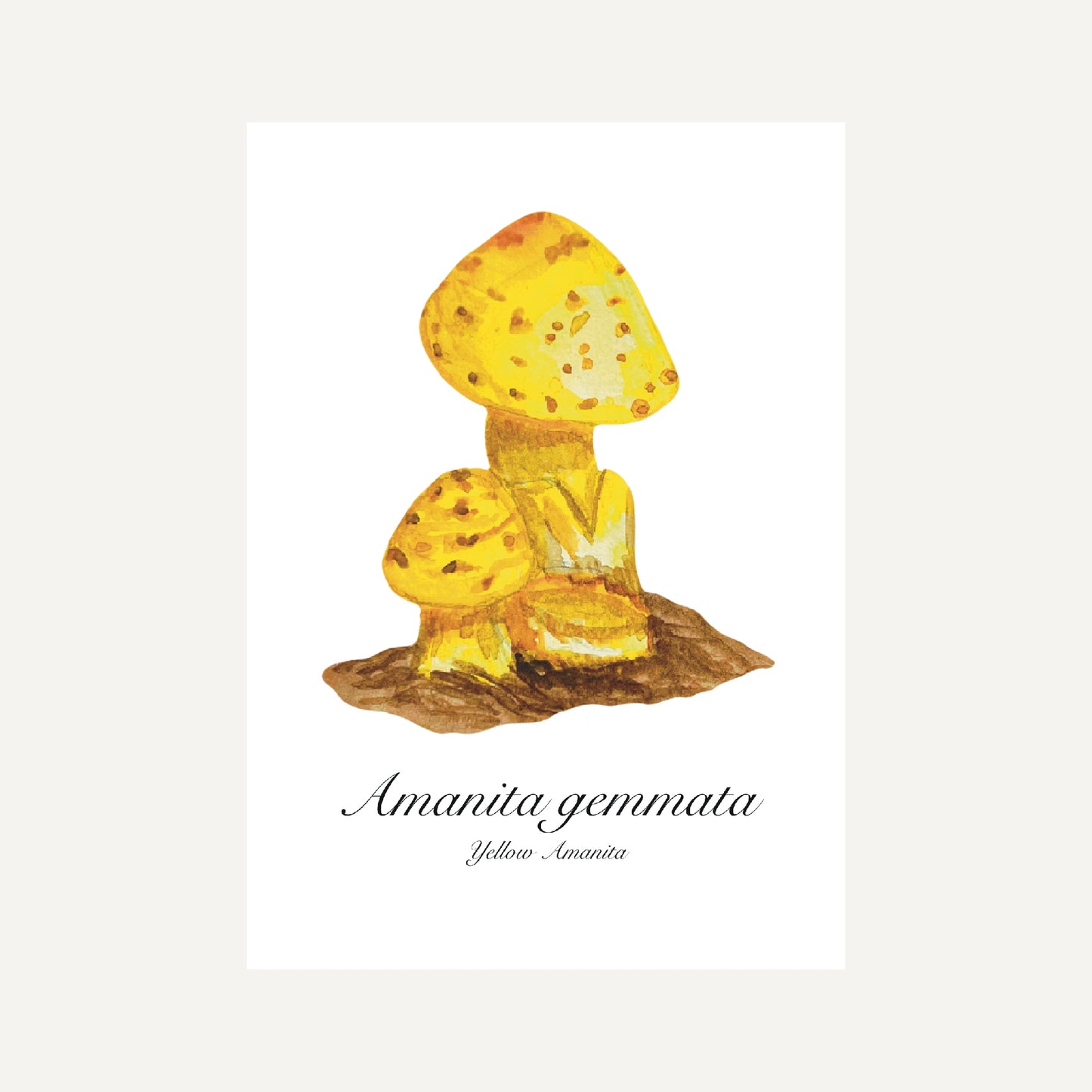 Yellow Amanita Mushroom Botanical Art Print