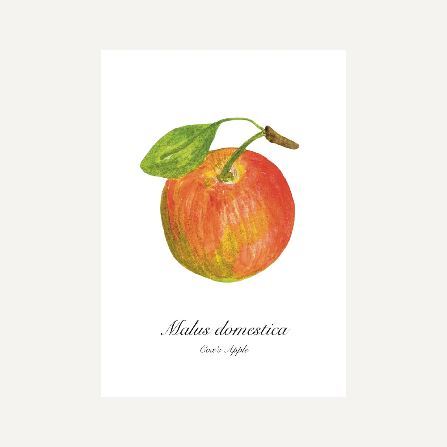 Cox Apple Botanical Art Print