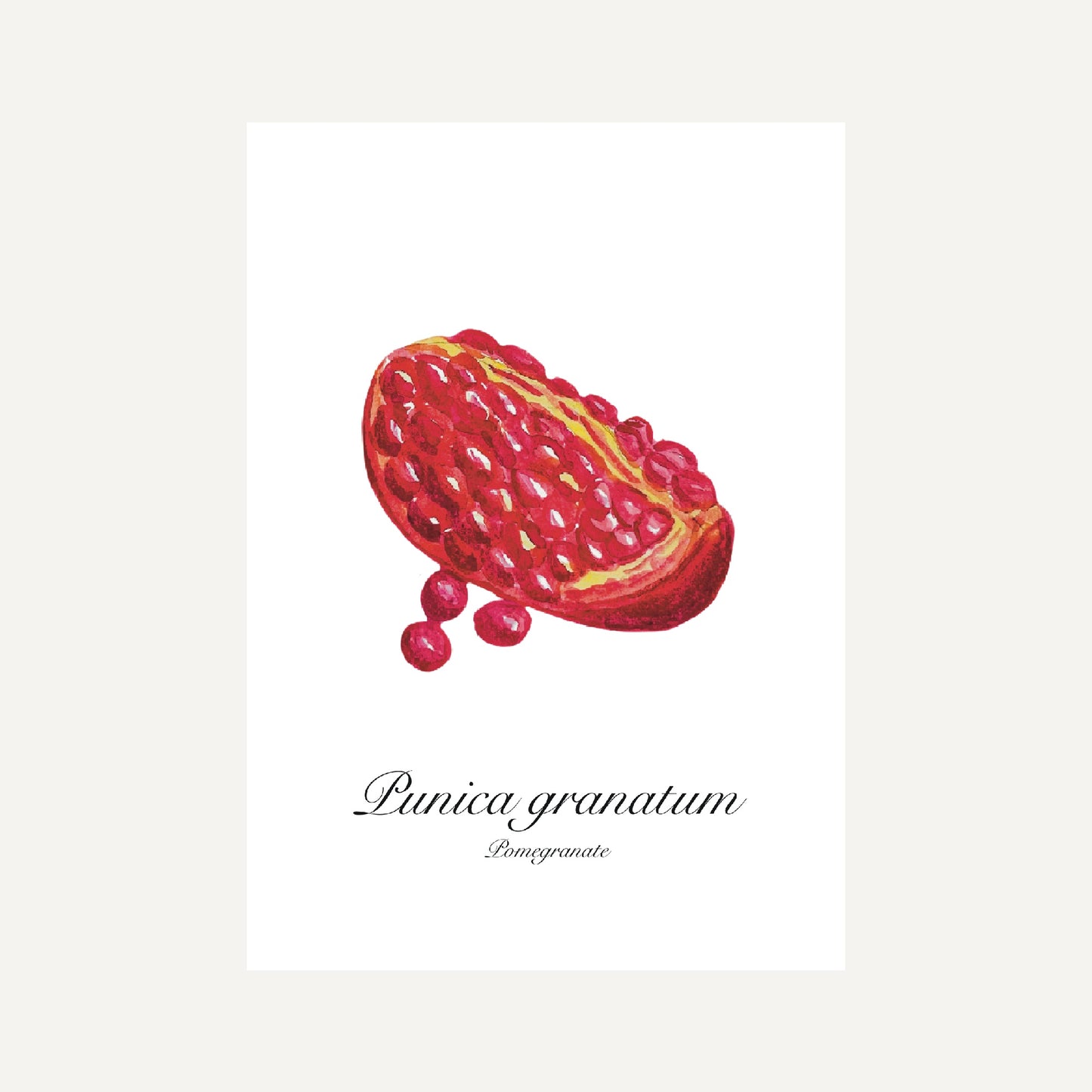Pomegranate Botanical Art Print
