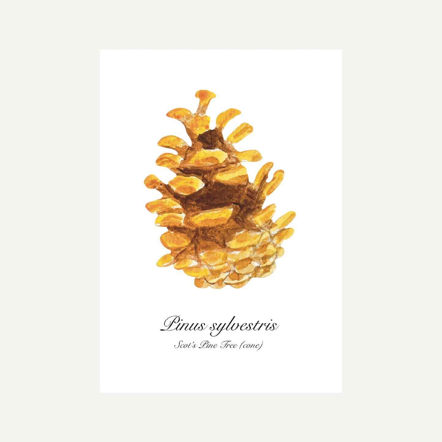 Scots Pine Cone Botanical Art Print