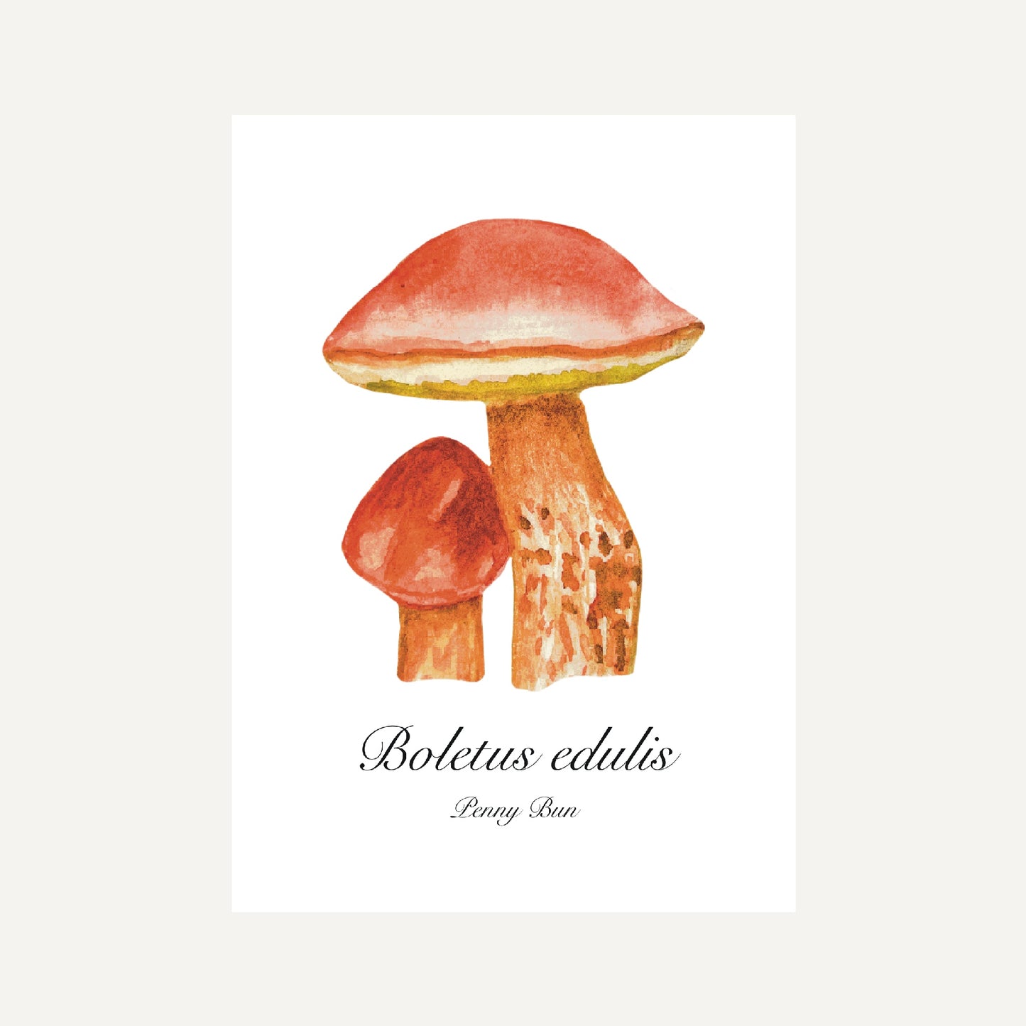 Penny Bun Mushroom Botanical Art Print