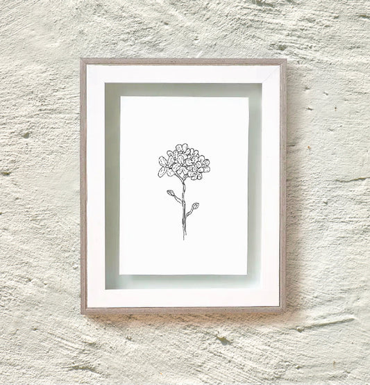 Forget me not ink drawing in white frame on white wall