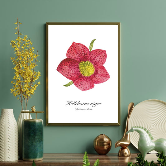 Hellebore fine art scientific poster hung on a green wall