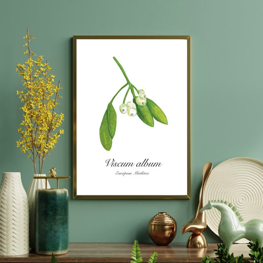 Misteltoe art print with scientific names hung on a green wall