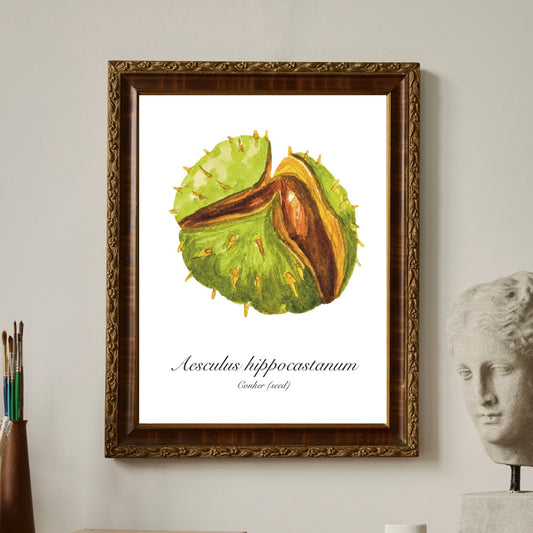 Conker Botanical Art Print