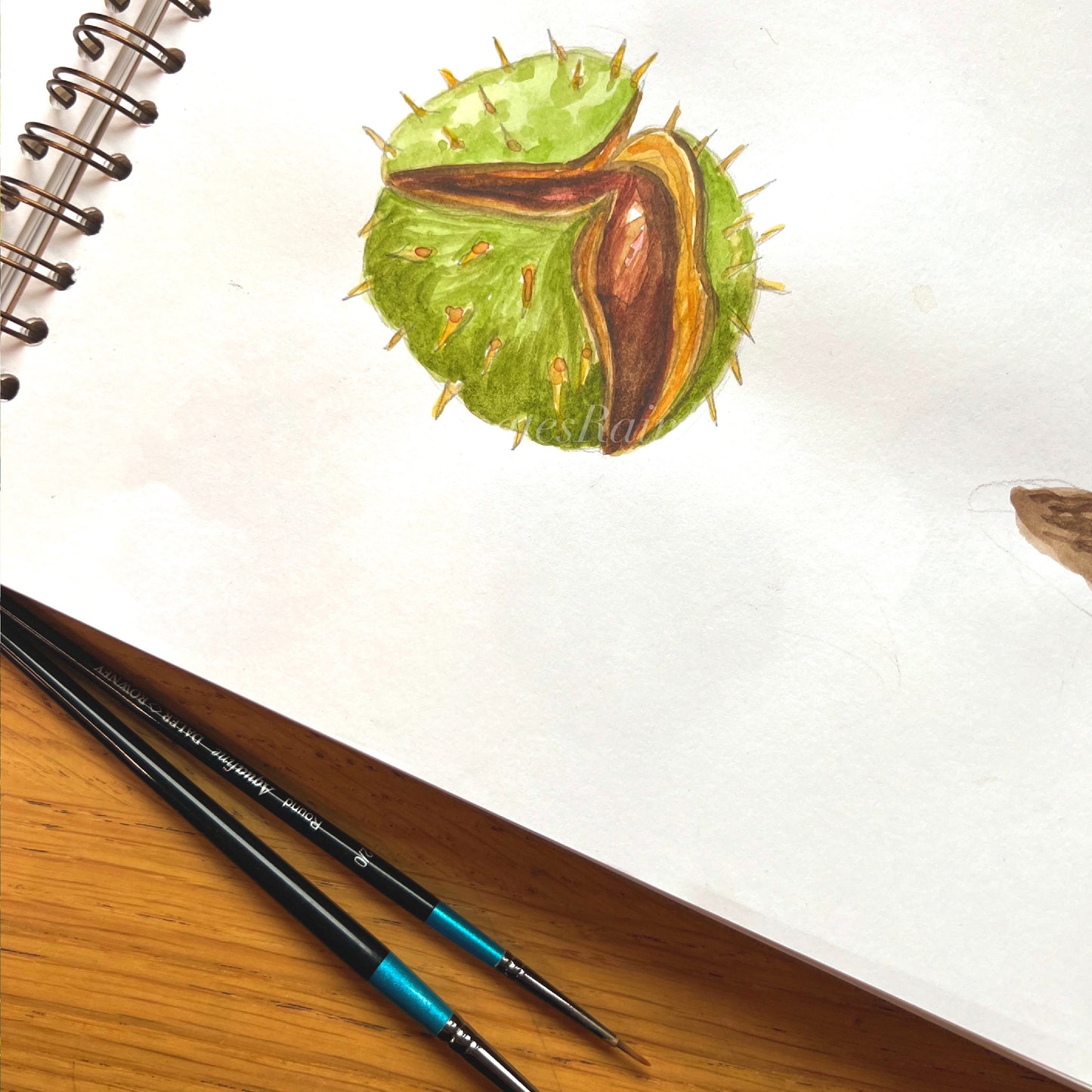 Original watercolour painting of a conker by Kat Lovatt